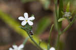 Pasture heliotrope